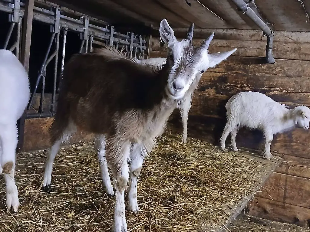 Schönes Toggeburger gitzi
