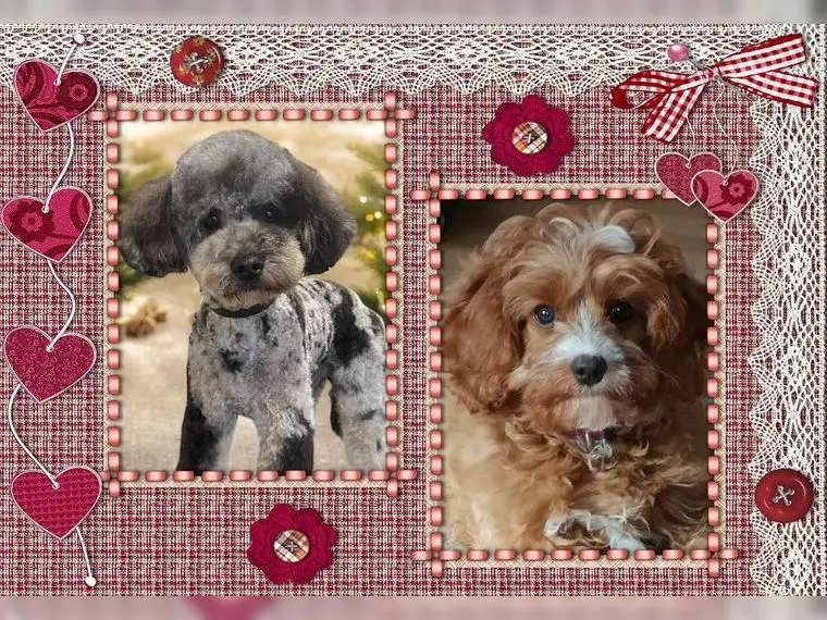 Wunderschöne Cavapoo Cavalier King Charles Pudel Babys