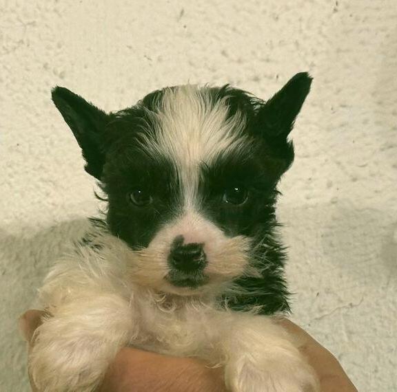 Chinese Crested, powder Puff