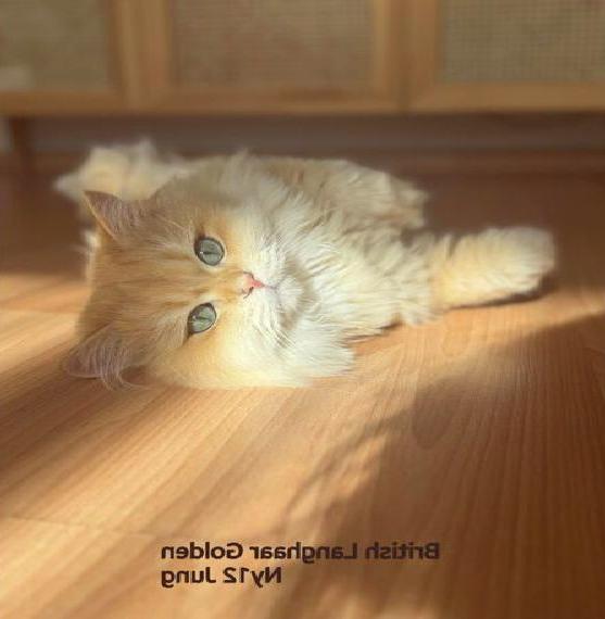 Charmante Weisse-Schwarze Türkisch Angora - Einzigarige Britisch Langhaar-Kurzhaar Golden (BLH) (BKH)