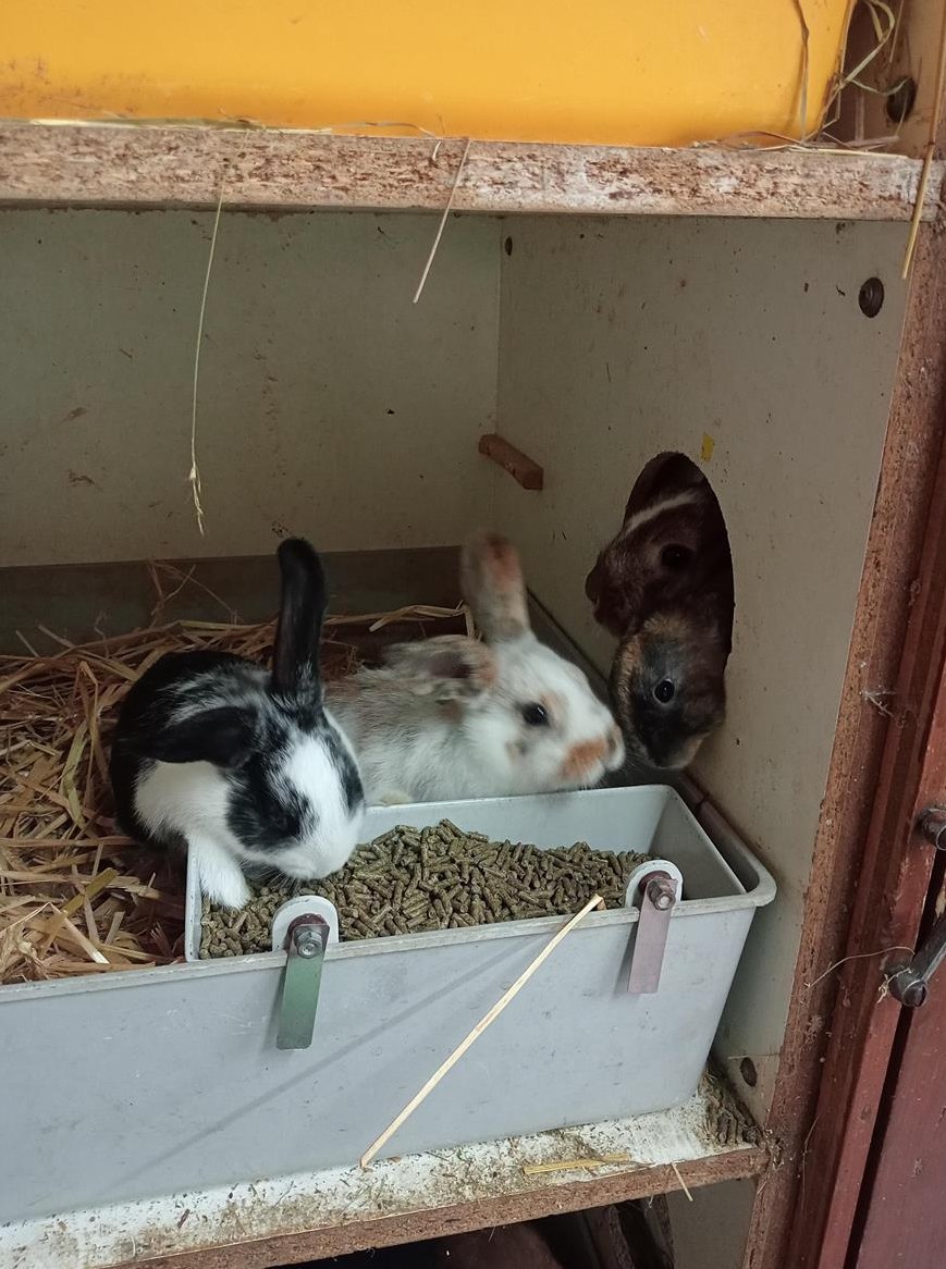 Kaninchen Familie zu verkaufen