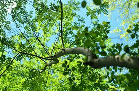Couple durable, nature, santé naturelle
