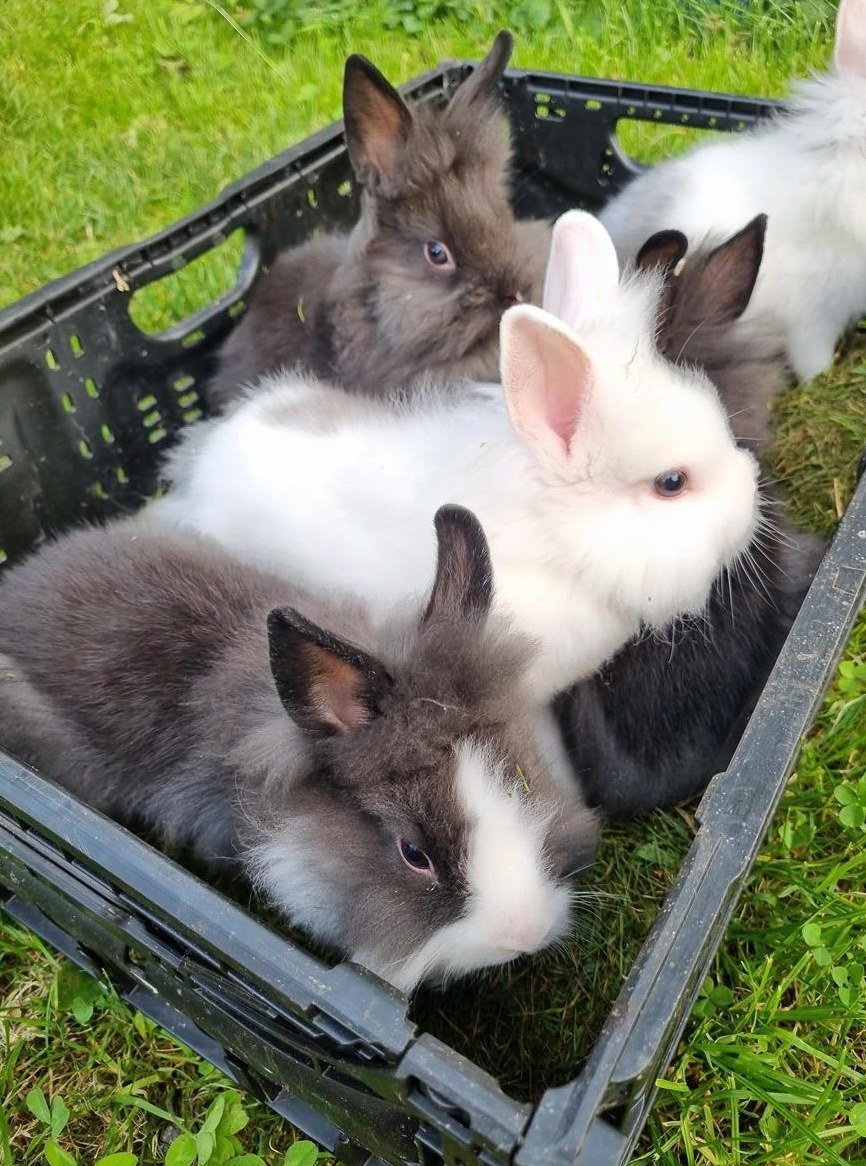 Löwenkopf Zwergkaninchen zu verkaufen