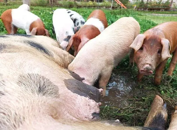 Ferkel Turopolje x Deutsches Sattelschwein