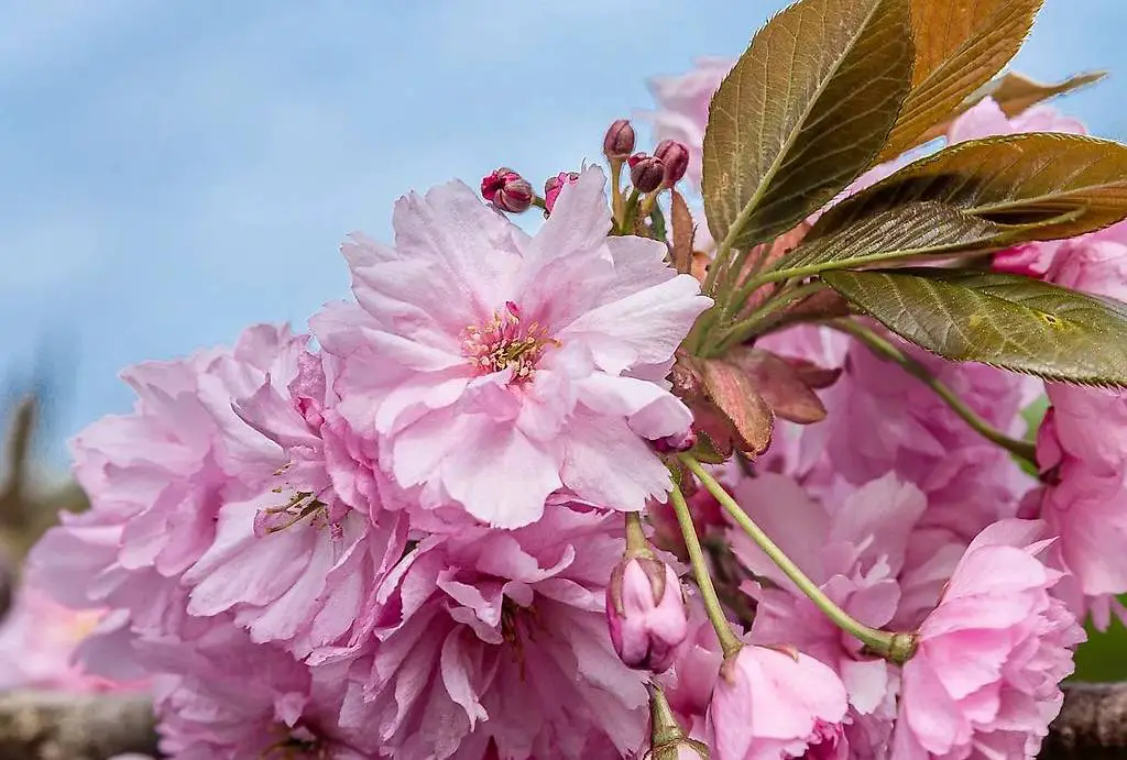 Japanische Zierkirsche Hochstamm