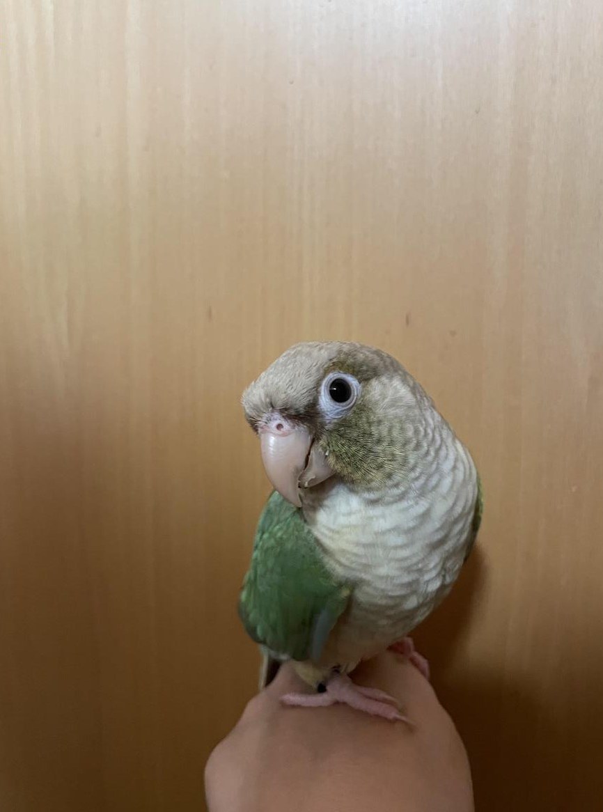 3 Molinasittich Handaufzuchten suchen Zuhause