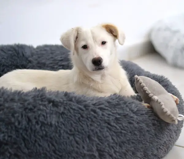 Elsa, Kokoni-Mix-Welpe, ca. 6 Monate, z.zt. in Griechenland