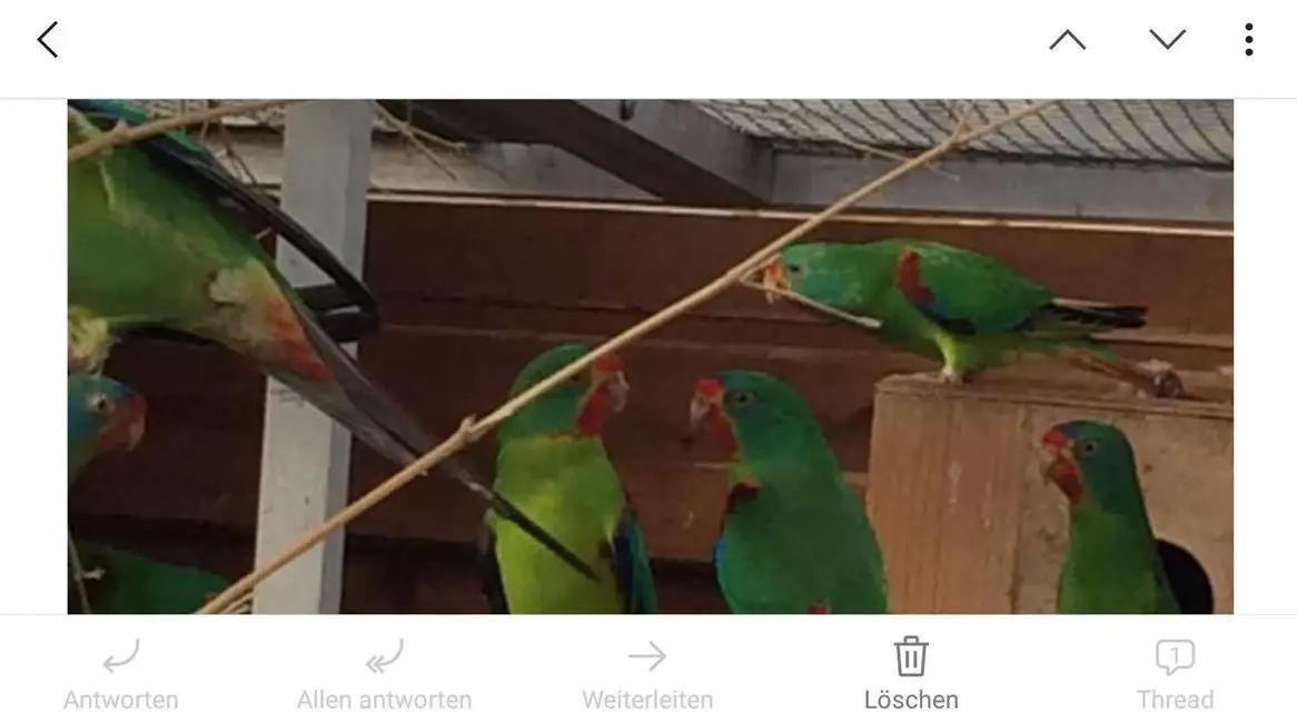 Schwalbensittich Weibchen GESUCHT