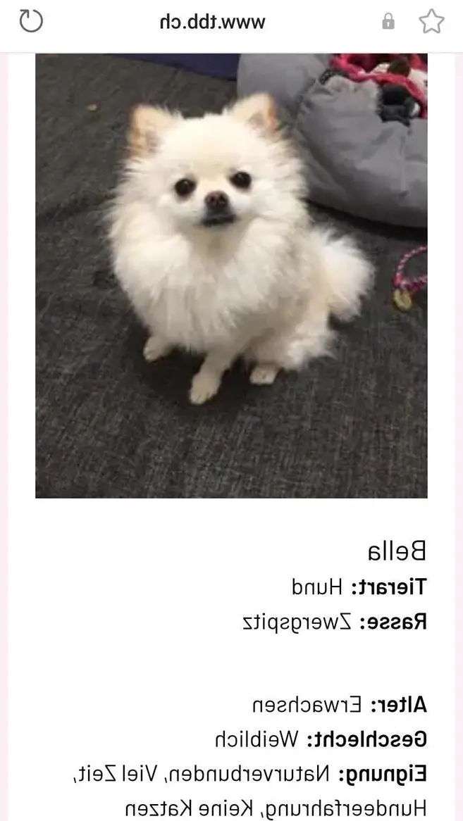 Wegen Zeitmangel junge Hunde abzugeben