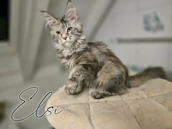 Verschmuste Maine Coon Kitten mit Stammbaum