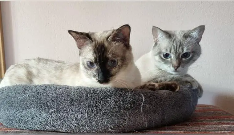 Wunderschönes Tabby-Point/ Tortie- Pärchen, Trad. Siam, Thaikatze