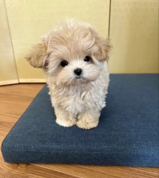 Maltipoo Toy