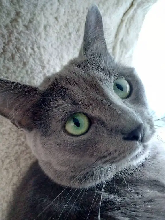 local Catsitter in Rafz ZH