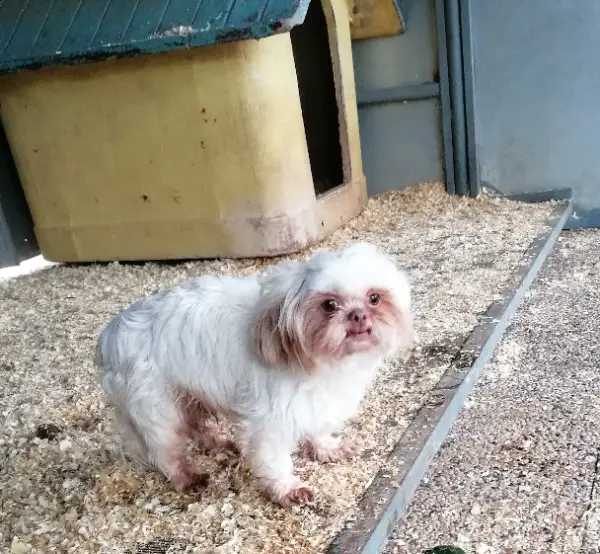 Shih Tzu Ruede im Canile Lager