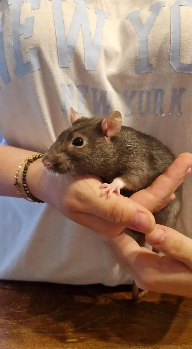 3 Ratten Mädels suchen ein neues Zuhause