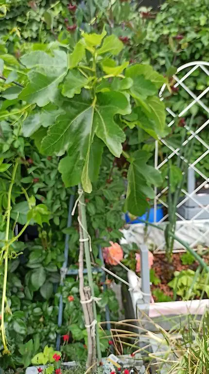 2 j. Feigenbaum im Pflanzenasten