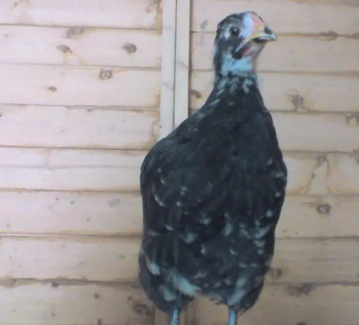 Junger Orpington Hahn, Grossrasse zu verkaufen