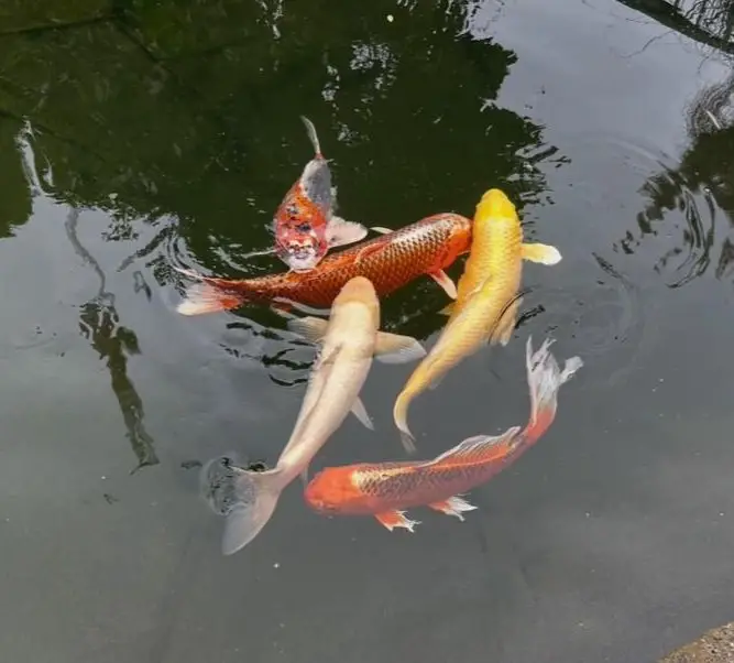 5 Kois zu verkaufen wegen Teichauflösung