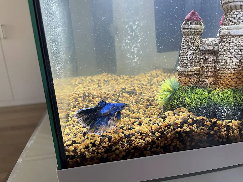 Aquarium inkl. Kampffisch