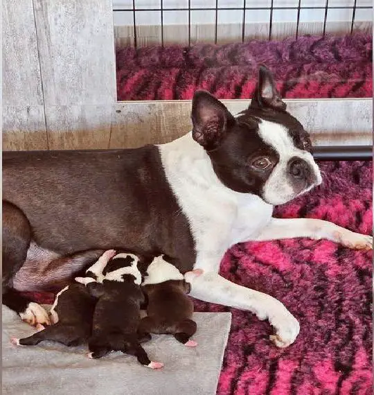 Boston Terrier Welpen mit VDH /KfT Ahnentafel