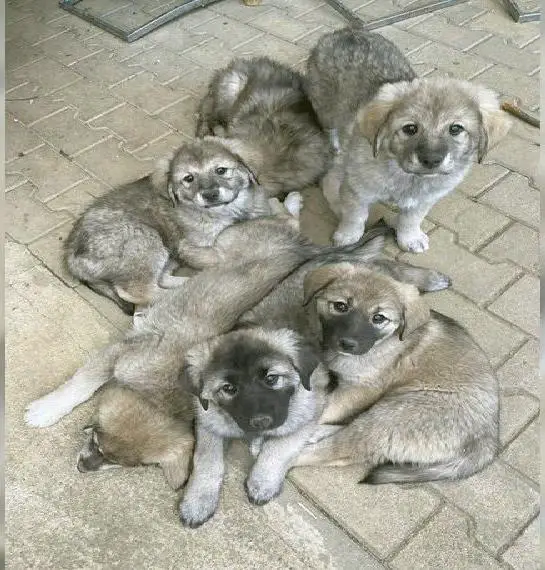 Unser Sarplaninac-Wurf ist da: 5 Rüden und 2 Hündinnen