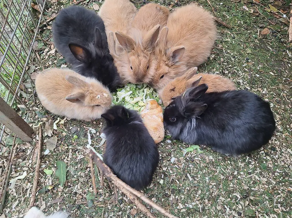 Conigli nani da 6 mesi a 2 anni