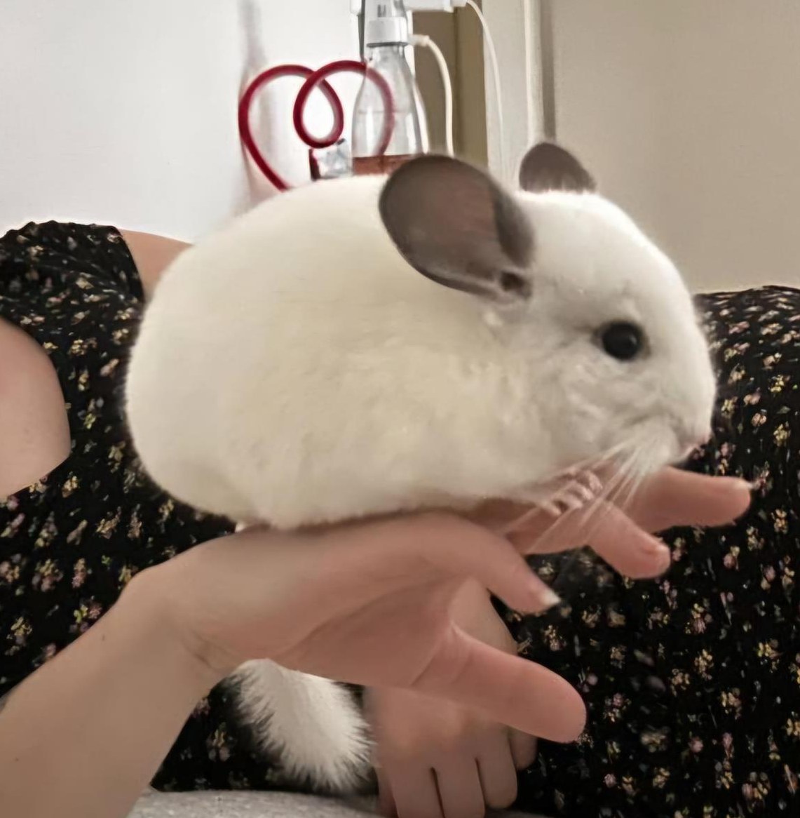 2 Chinchilla, männlich & weiblich, 1-jährig zu verkaufen