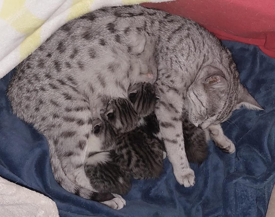 Ägyptisch mau mix Kätzchen suchen dauerhaftes zuhause