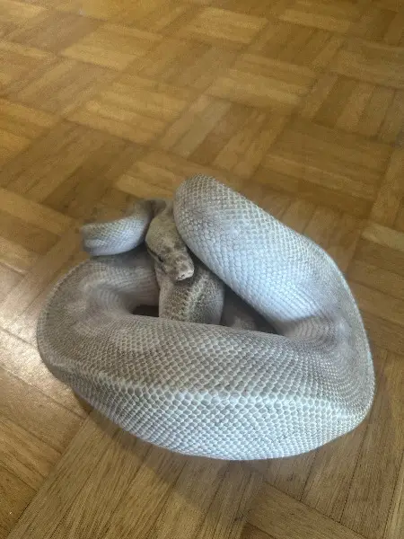 Python regius Ultimate Passion