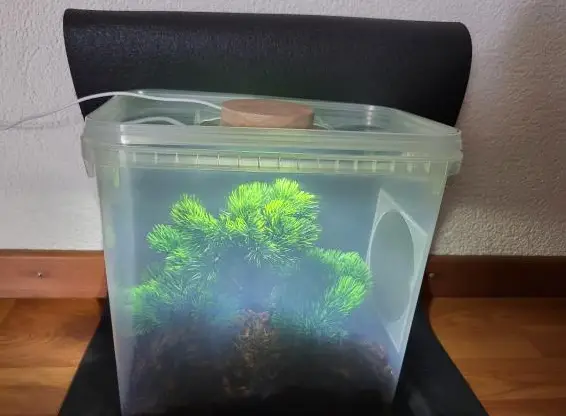 Aufzucht-Set Gottesanbeterin *Mantiden*