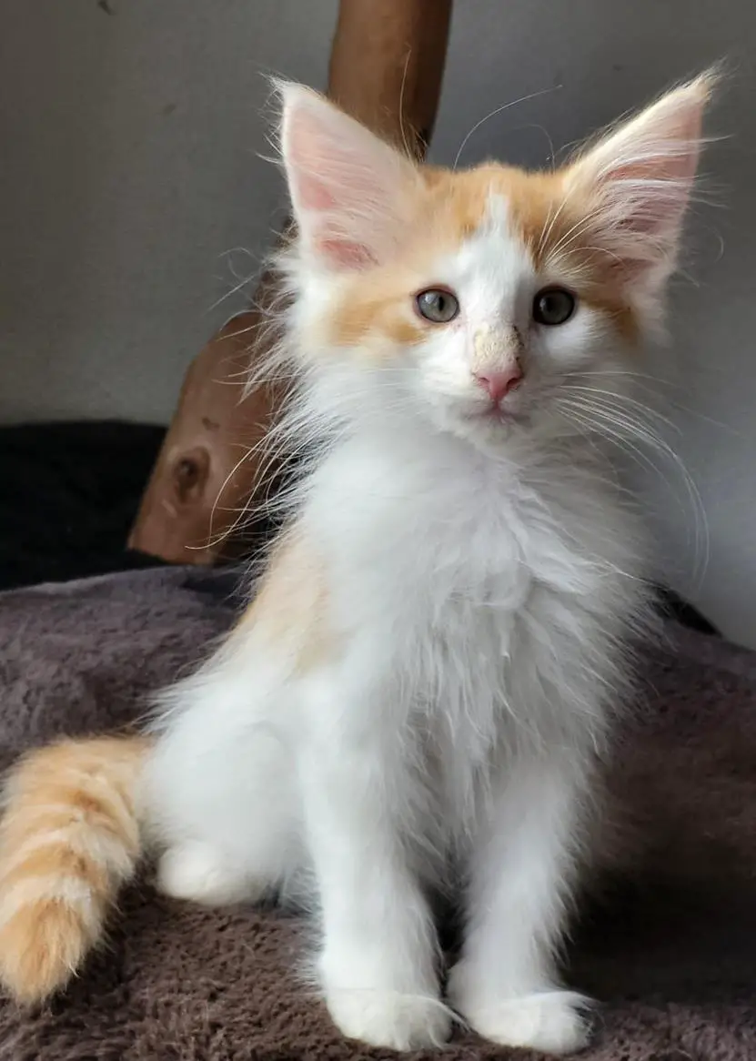 Norwegische Waldkatze Leander vom Schiltwald rot weiss getupft NFO??