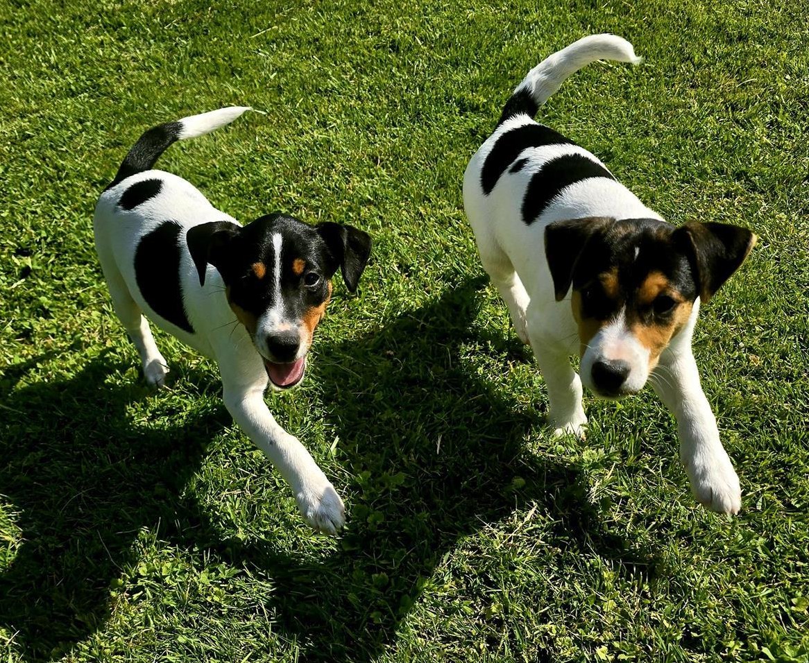 Parson Russell Terrier Welpen zu verkaufen
