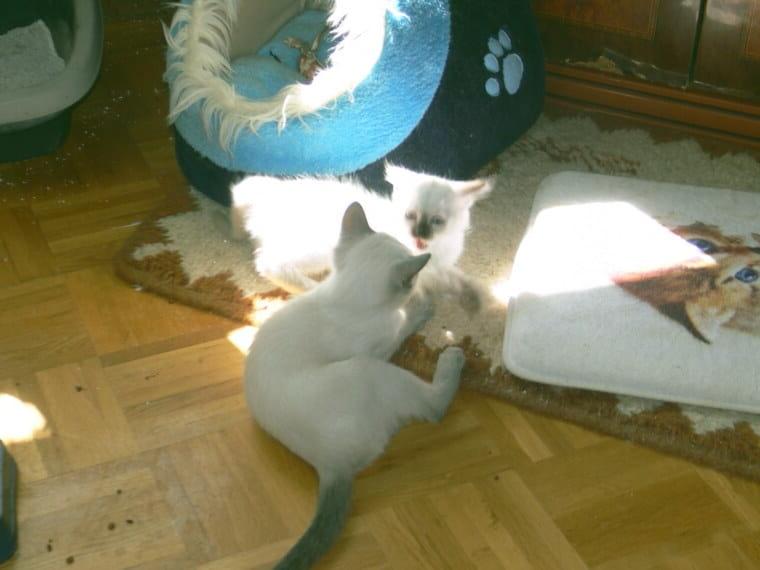Reinrassige Thai Siamesen Siam Kitten