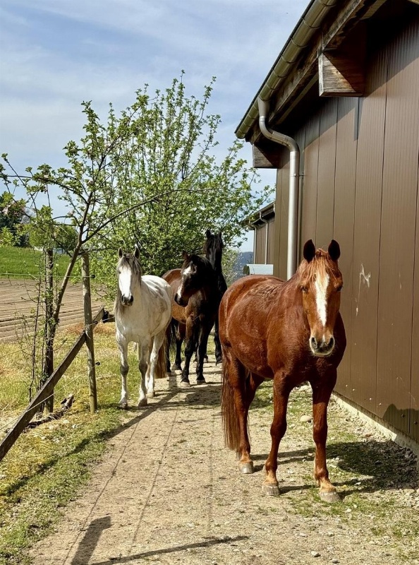 Suchen Stallhilfe, Teilzeitstelle 40% ab Dezember