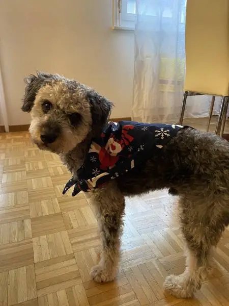 Caniche disponible pour saillie