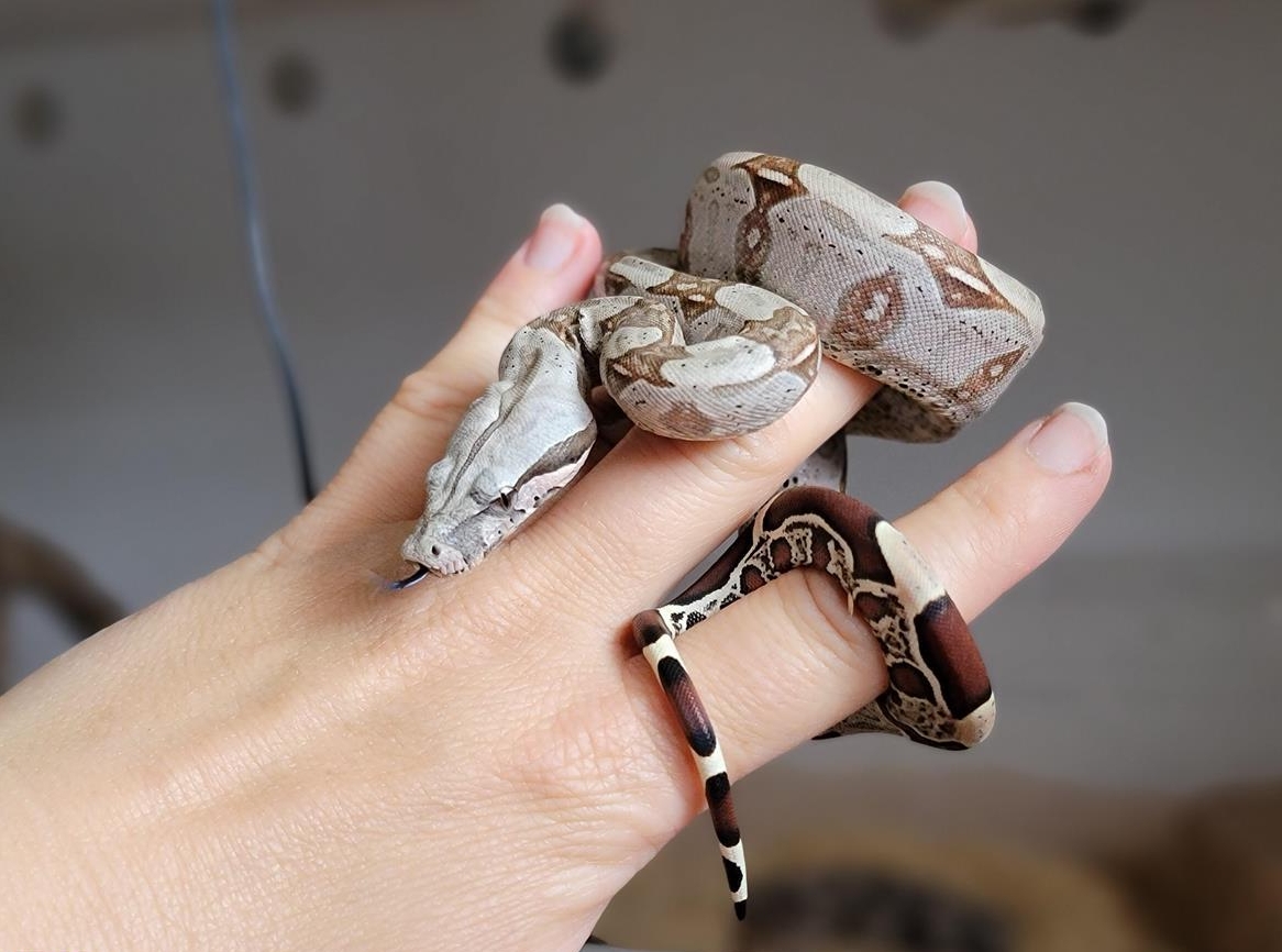 Boa constrictor C. Surinam / Nordbrasilien