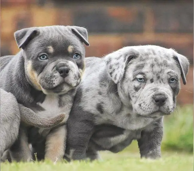 American Bully Welpen mit ABKC Papiere