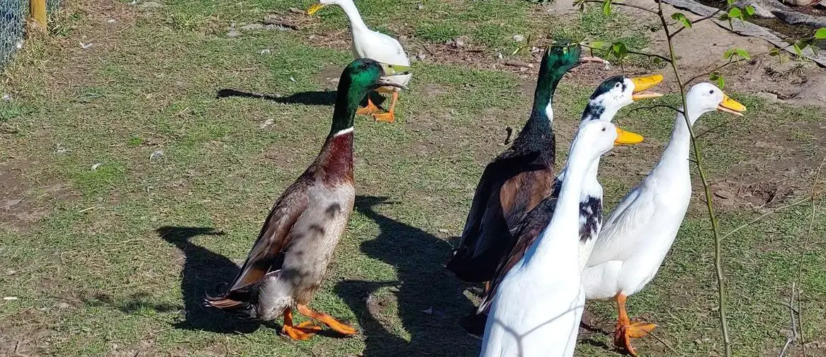 Laufenten Erpel suchen neuen Teich