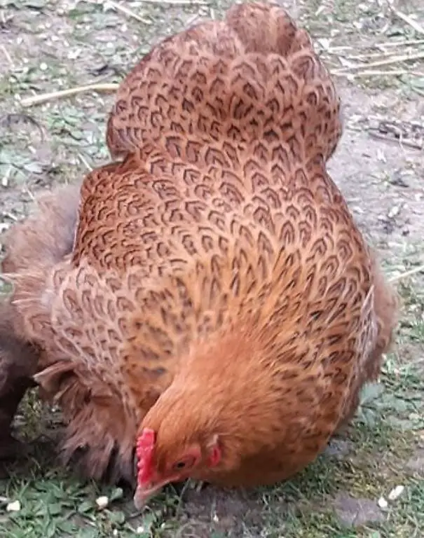 Pékin / zwerg Cochin, poussins