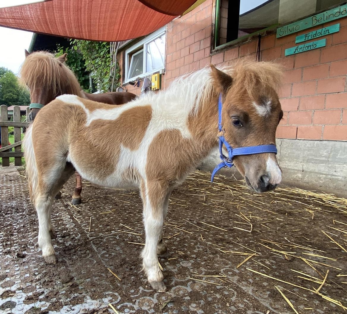Mini Shetty Hengst sucht Lebensplatz