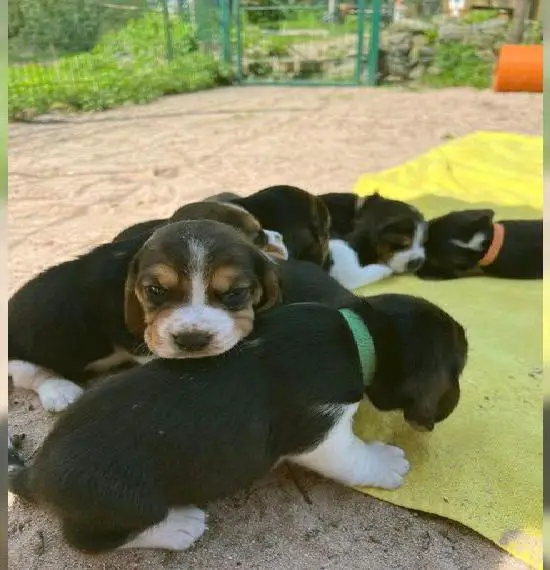 Beagle-Welpen Wurfplanung