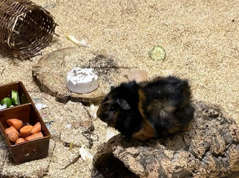 2 Meerschweinchen Böcke GRATIS abzugeben