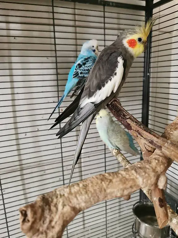 Perruches et calopsite