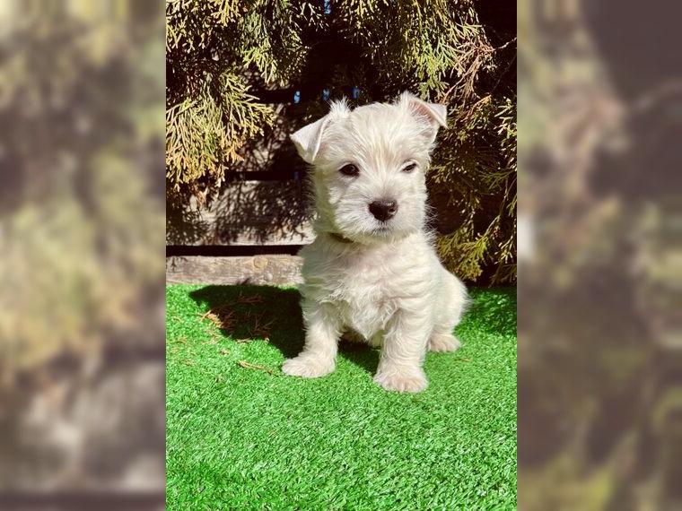 West highland white terrier male FCI