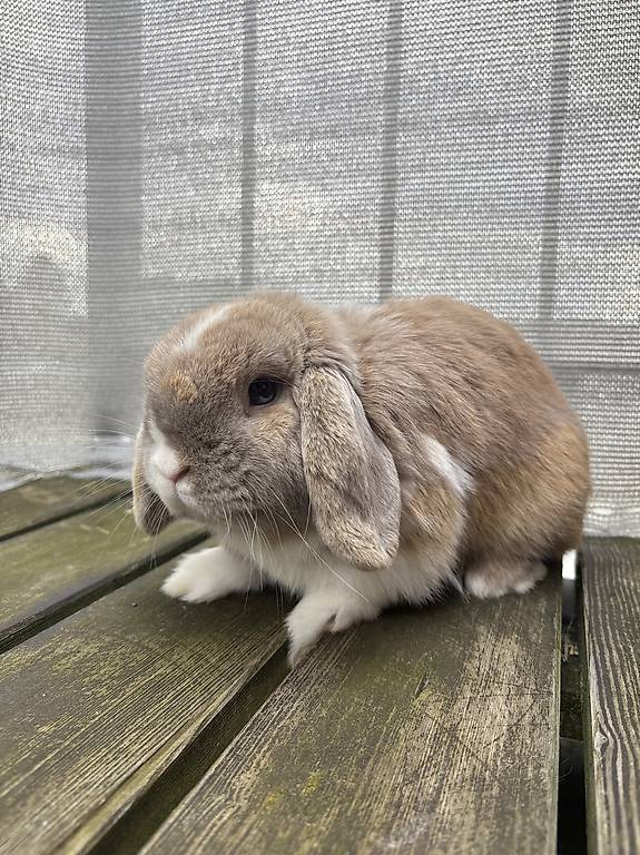 Zwerg Kaninchen Mini Loop