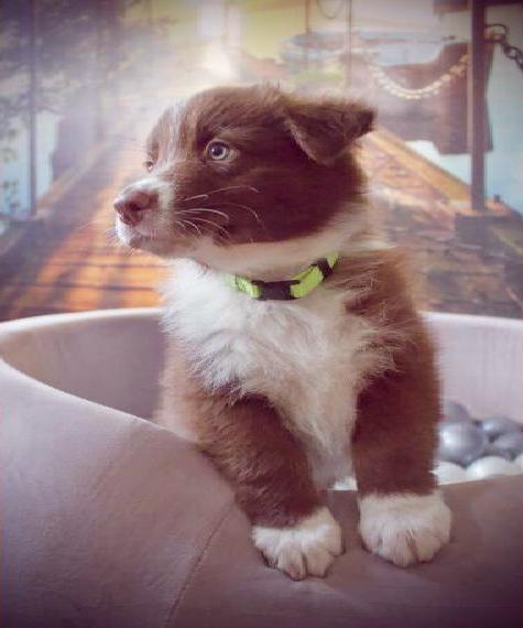 Australian Shepherd ASCA Welpen