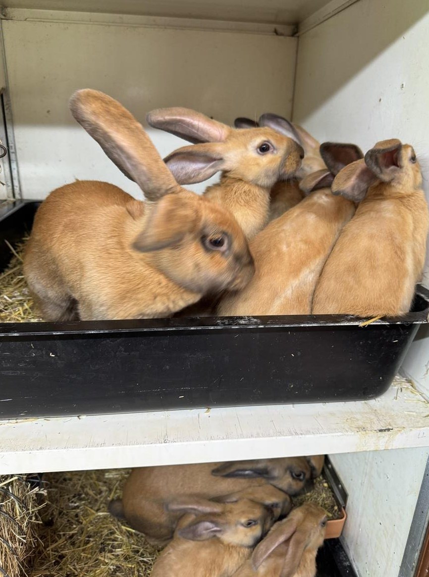 Junge reinrassige Thüringer-Kaninchen abzugeben