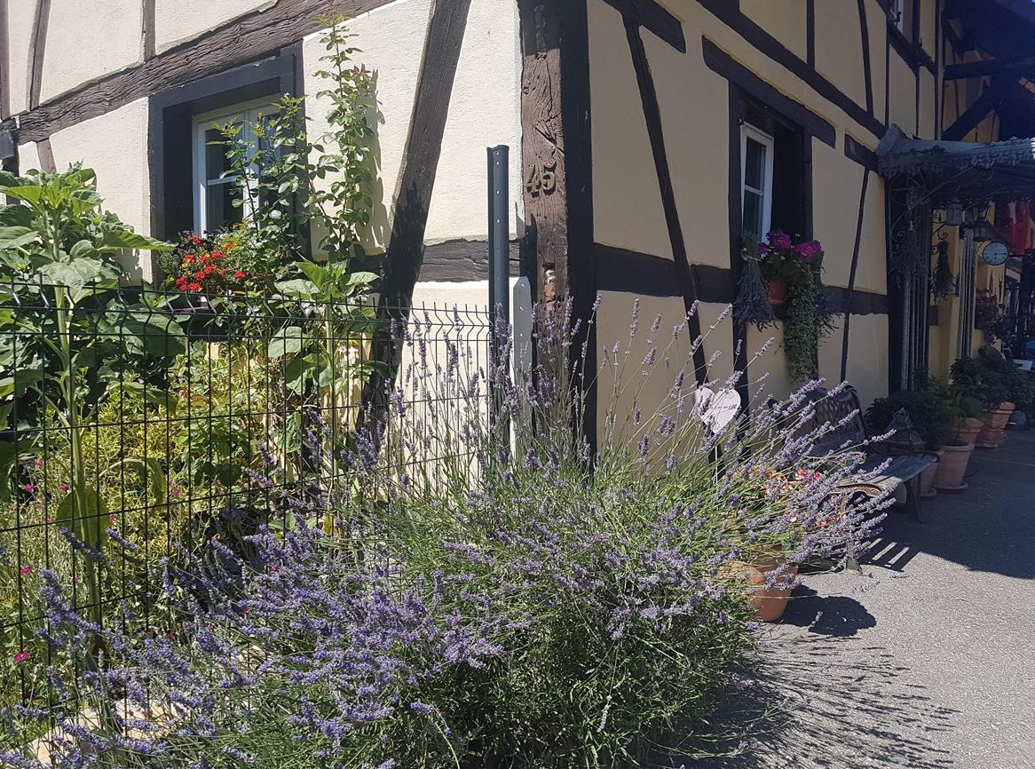 Reitstunden und Ponynachmittage in Erlinsbach SO