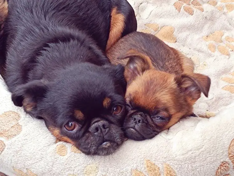 Brabanter Zwerggriffons auf Suche nach Familienanschluss