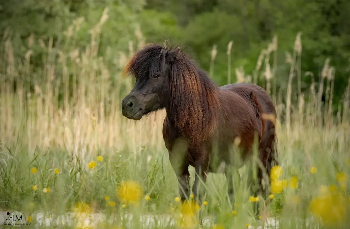 Mini Shettys zum Spass haben, Wangen an der Aare